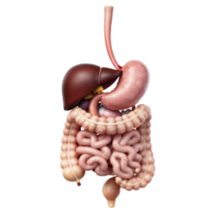gastroenterology