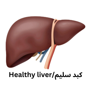 health liver
